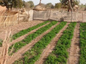 Crops growing