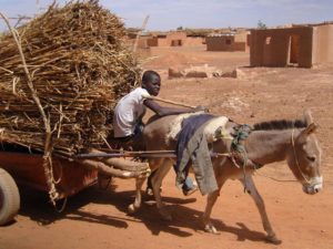 Donkey cart carrying straw