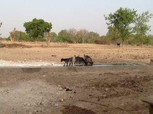 Goats drinking