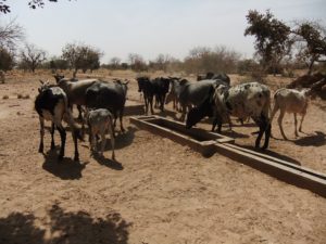 water for the people - cattle