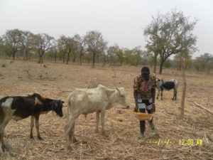 Bassanwara cattle