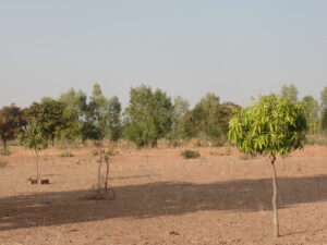 Nedego Dry land